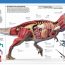 Wissen. Dinosaurier: Die Urzeitriesen in spektakulären Bildern