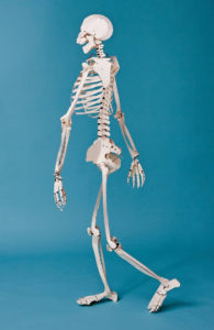 Build Your Own Human Skeleton